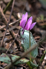 カタクリの花