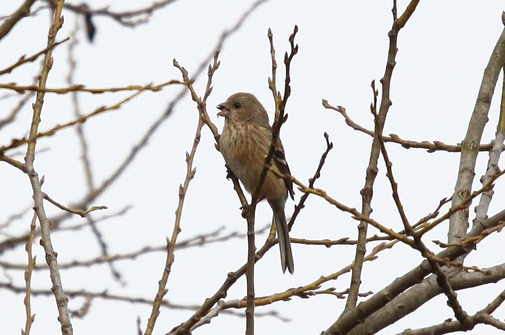 ベニマシコ♀２（トリミング）