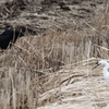 鳥版　男はつらいよ　その１