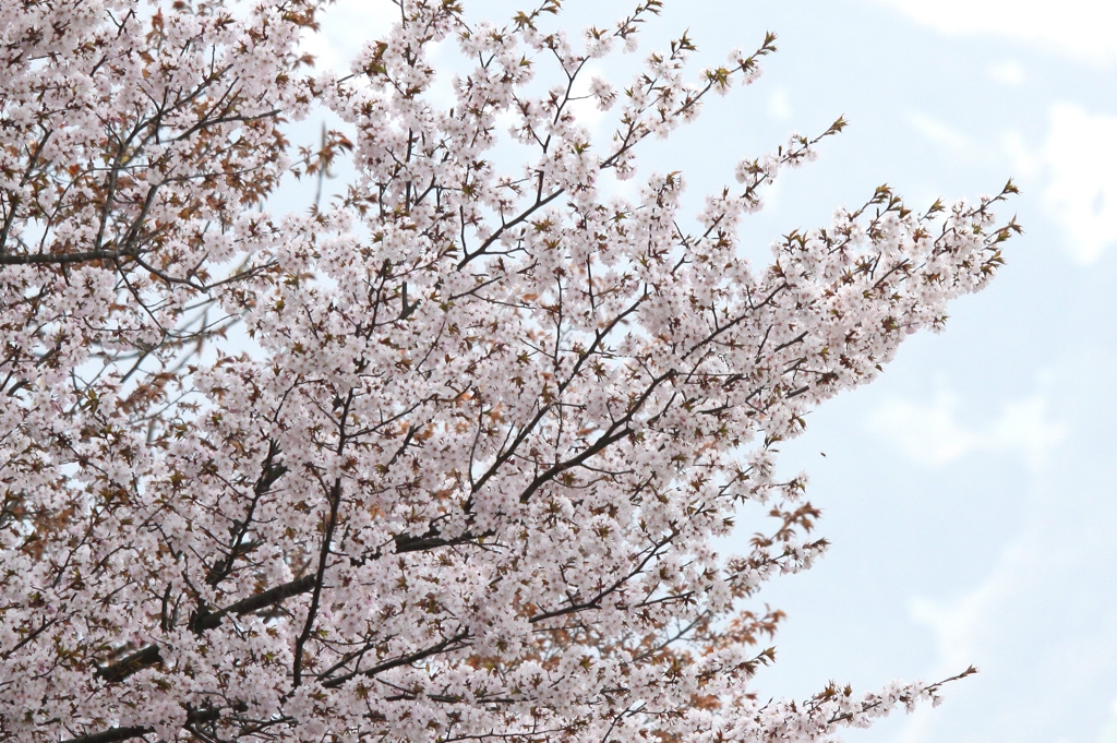 越後の桜