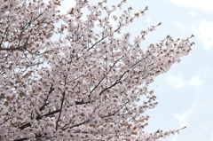 越後の桜
