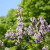 楠の花