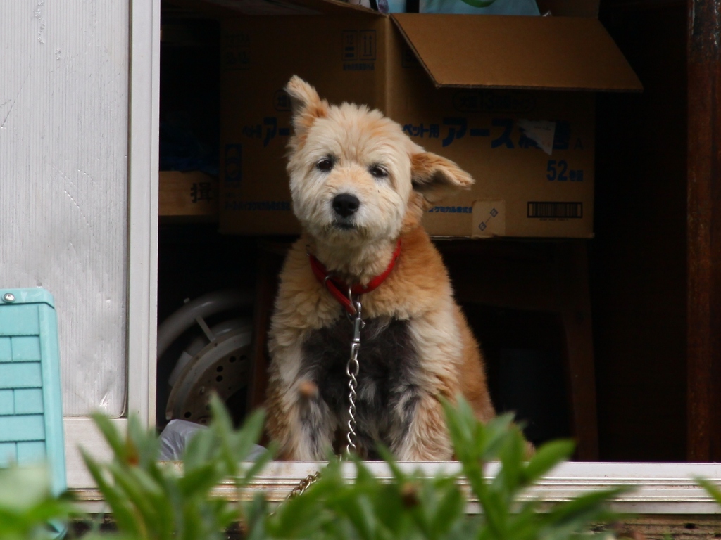 番犬