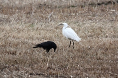 鳥版　男はつらいよ　その４