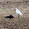 鳥版　男はつらいよ　その４
