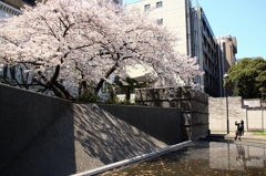 さくらがある風景2