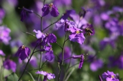 花大根と蜜蜂