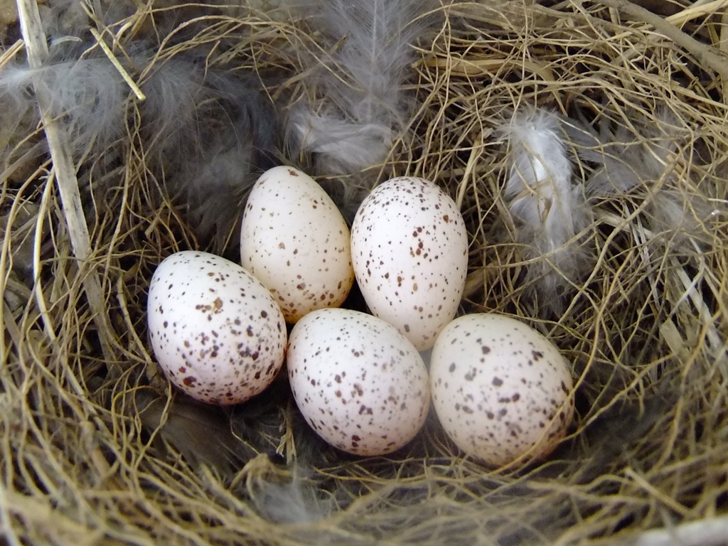 兄弟が揃いました！