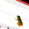 獲物