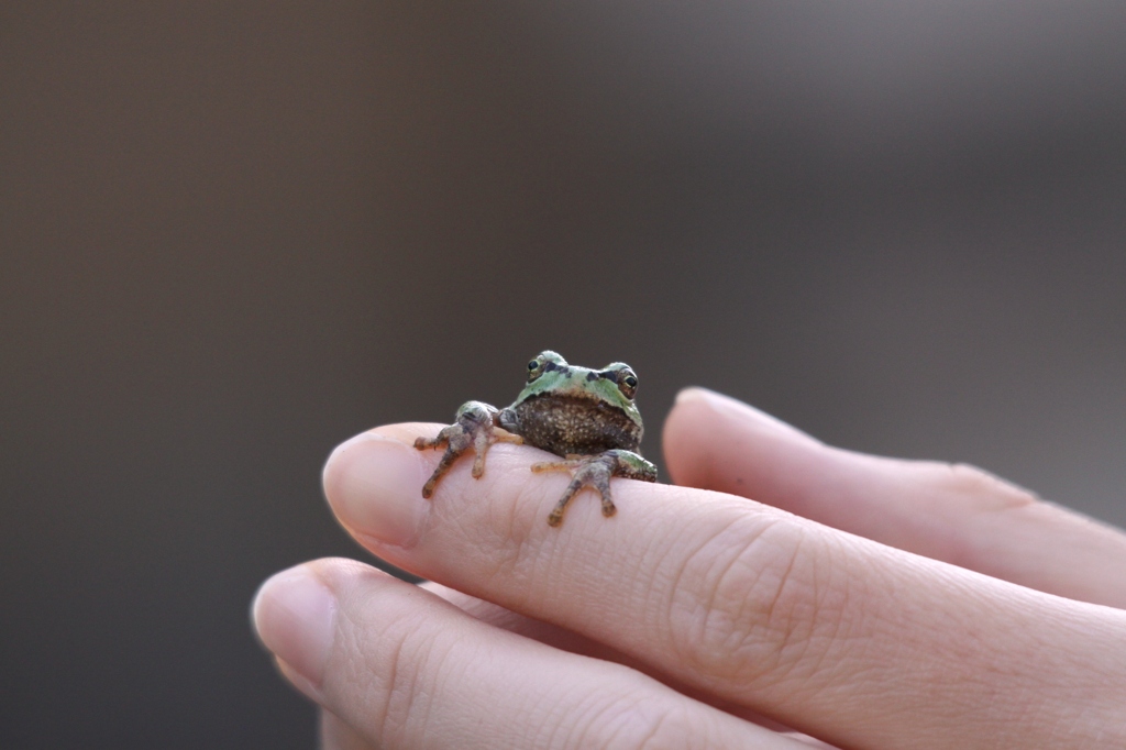 かわいいアマガエル