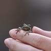 かわいいアマガエル