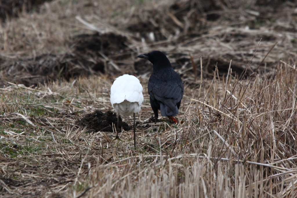 鳥版　男はつらいよ　その２