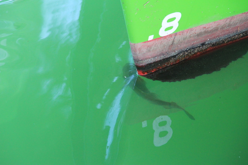 横浜港の生き物3