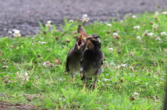 ご飯ちょうだいよ！