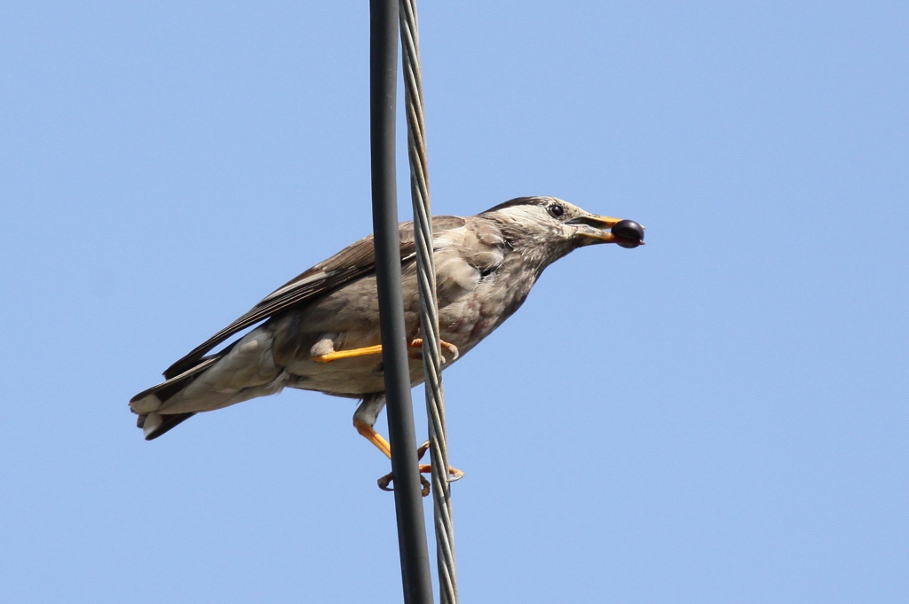 ムクの親鳥