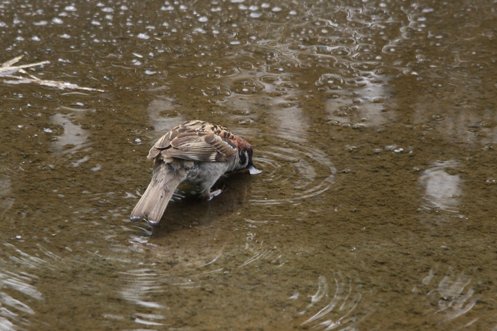 チュンの水飲み