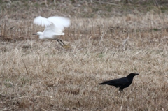 鳥版　男はつらいよ　その５