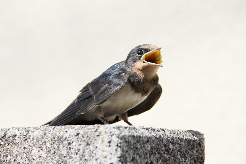 ママ助けて～！