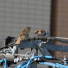 文句あんのか、ワレ！