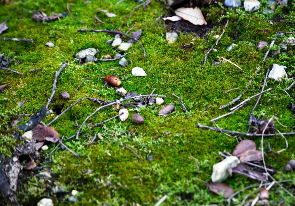 苔むすまで