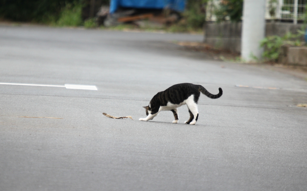 にゃんだこいつは