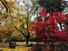 寺庭（九品仏・浄真寺）