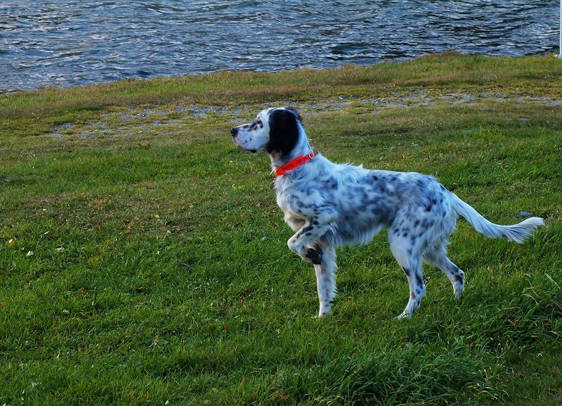 サンモリッツ湖畔の猟犬