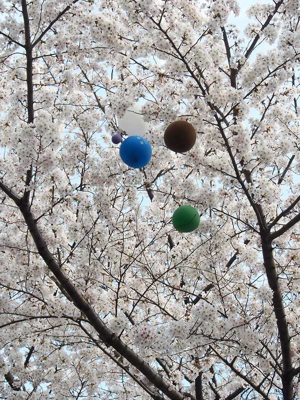 桜祭りの日