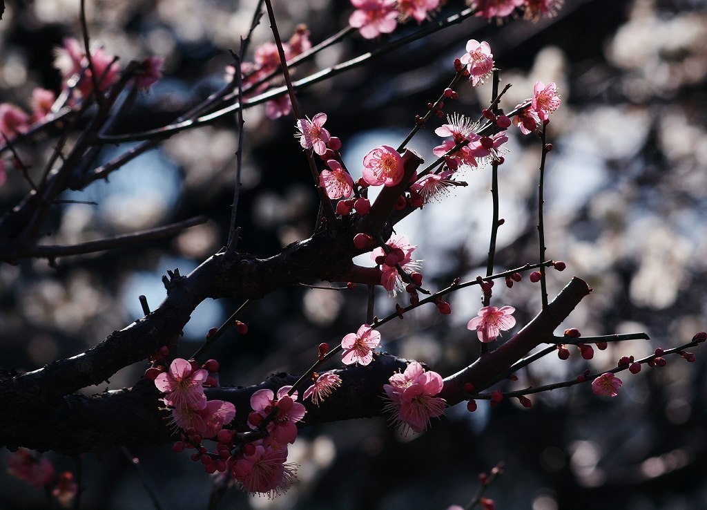 寒紅梅図(東御苑)