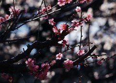 寒紅梅図(東御苑)