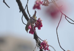寒緋桜