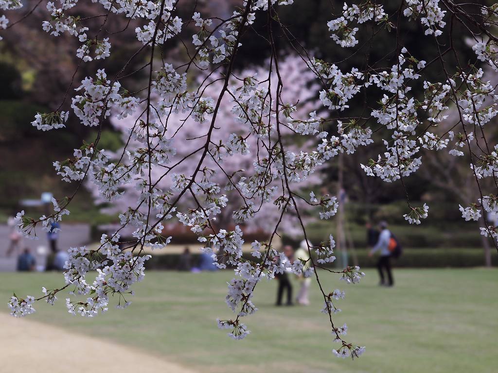 オオシマ桜