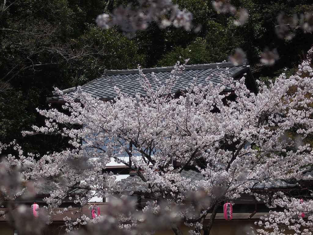 桜祭りの家