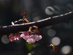 桜模様（大寒桜）