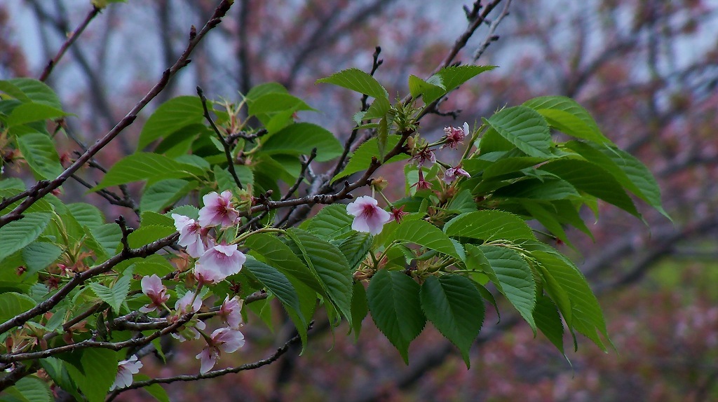 葉桜の季節