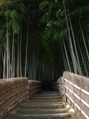 竹林の道(化野・念仏寺)
