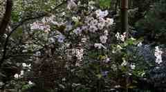 北鎌倉・明月院にて