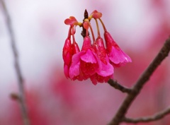 今が盛り・・・（寒緋桜）