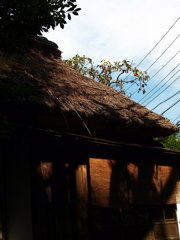 北鎌倉・明月院にて