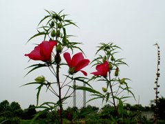 タチアオイの風景