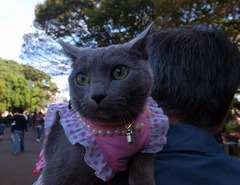 ブルーキャット