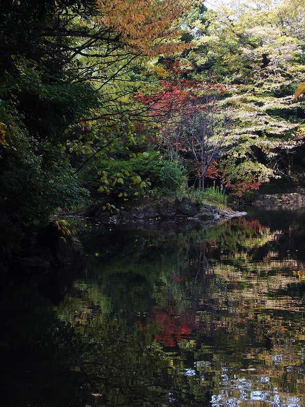 晩秋の三四郎池