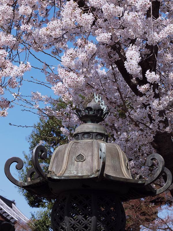 境内の桜