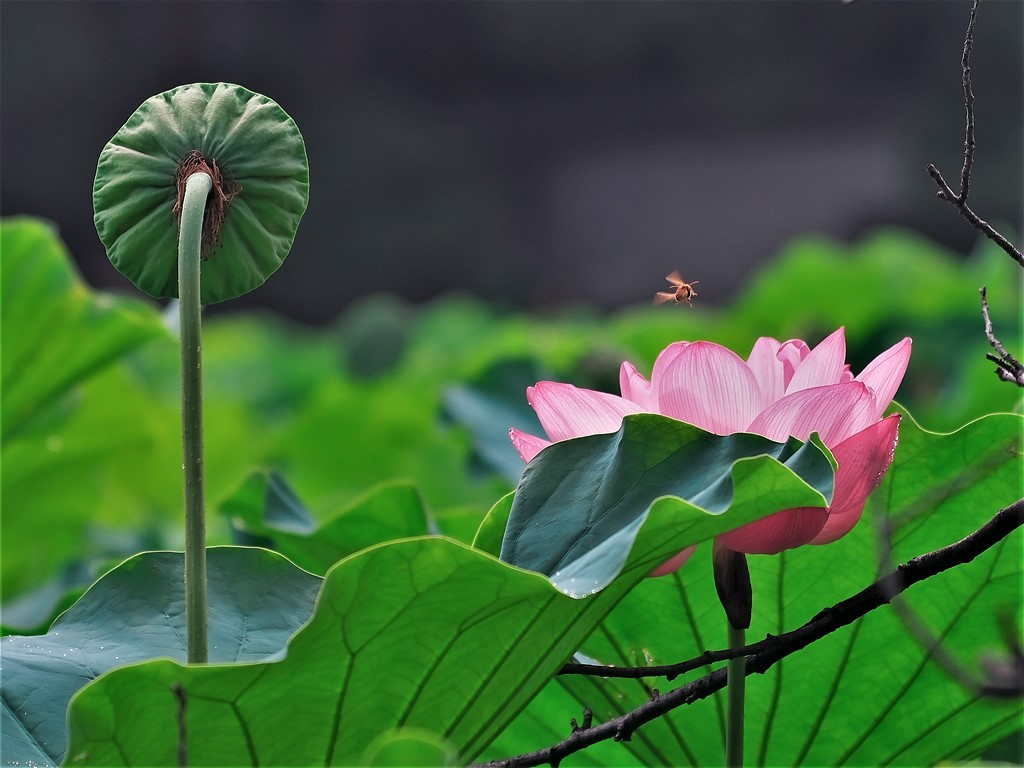 蓮花に遊ぶ