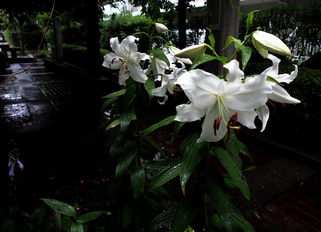 雨中のカサブランカ