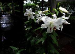 雨中のカサブランカ