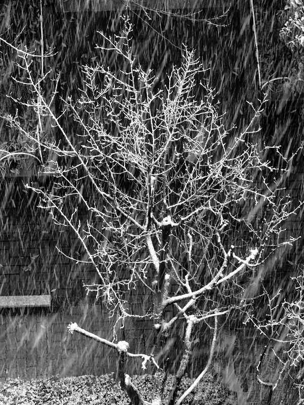 降雪