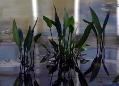 新芽(水カンナ)