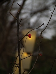 ぼけ一輪（上野山内）