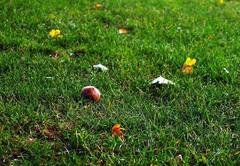 グルテン山の野生の林檎